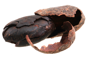 PICE PELUS Cocoa Bean Shells Innovations